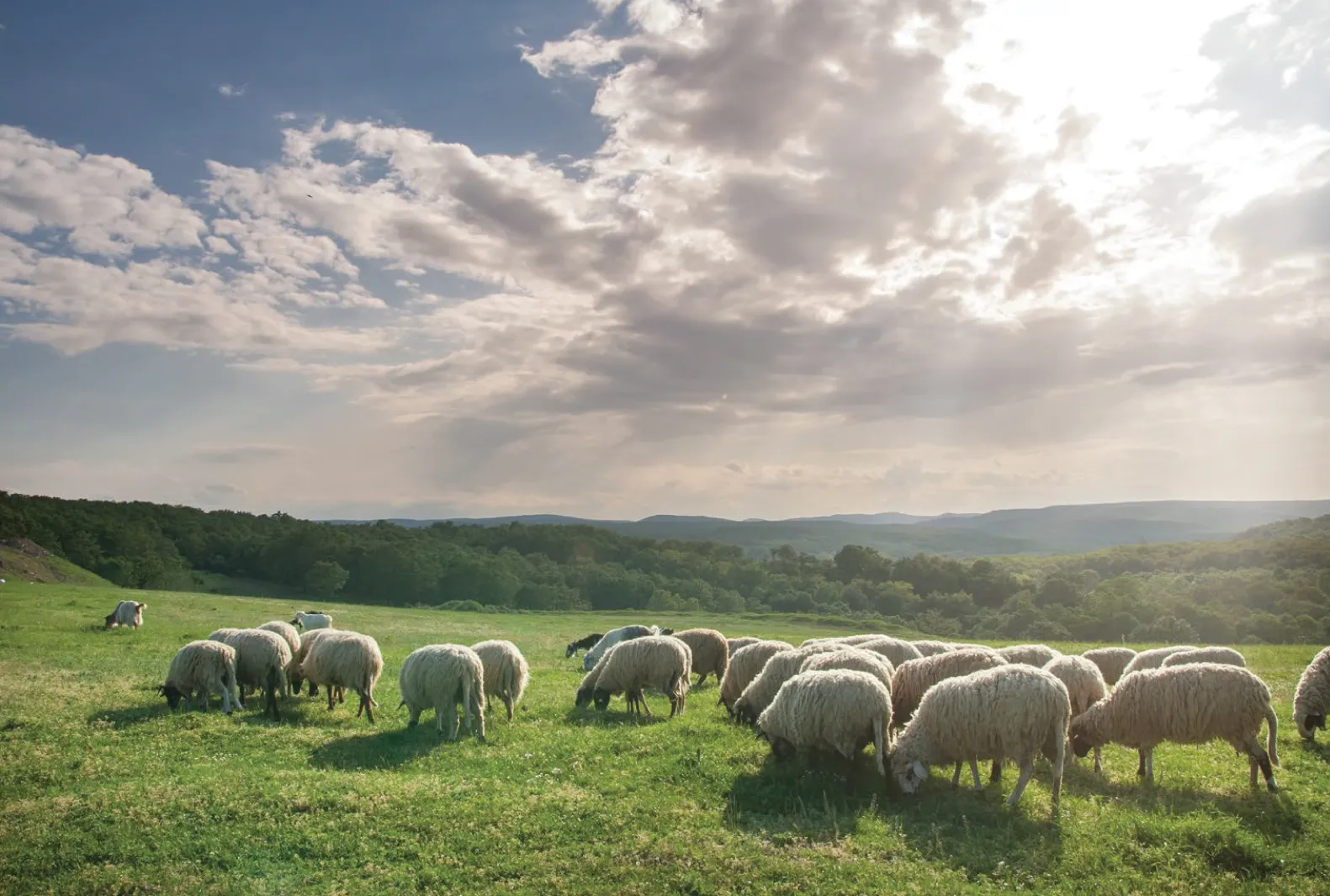 Suoi Nghe Sheep Hills